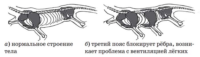 Рис. 1. Сложности с третьим поясом конечностей