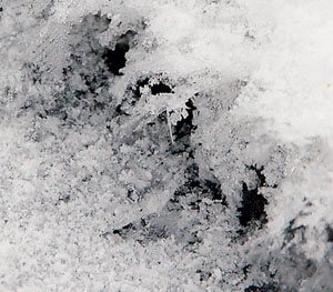 Что происходит внутри снежного покрова? («Наука и жизнь» №1, 2017)