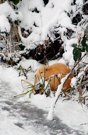 Зима. Фото Натальи Домриной («Наука и жизнь» №1, 2017)