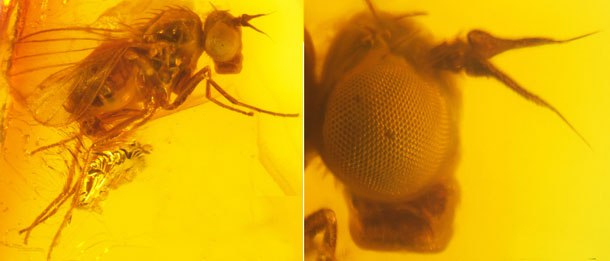 Ископаемый вид Palaeosystenus succinorum (Dolichopodidae) в янтаре