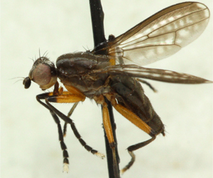 Pherbellia markovi sp. nov