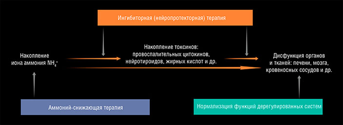 Первичным токсическим метаболитом, вызывающим поражение печени и печеночную энцефалопатию, является ион аммония («Наука из первых рук» №6(60), 2014)
