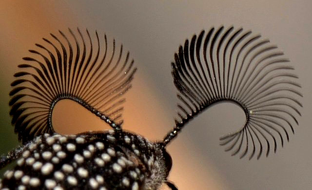 Жук улавливает феромоны усиками («Химия и жизнь» №4, 2017)