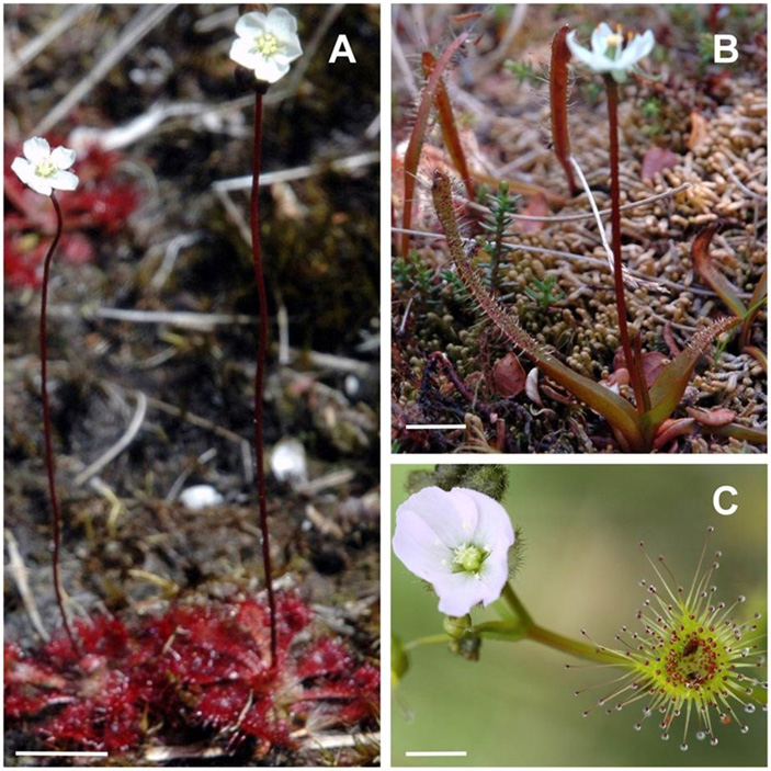 Рис. 3. Цветки и ловушки росянок Drosera spatulata (A), Drosera arcturi (B) и Drosera auriculata (C) («ТрВ» №5(249), 13.03.2018)