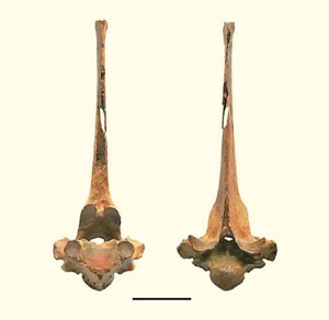 Фрагмент шейного позвонка европейской косули Capreolus capreolus («Природа» №9, 2017) 