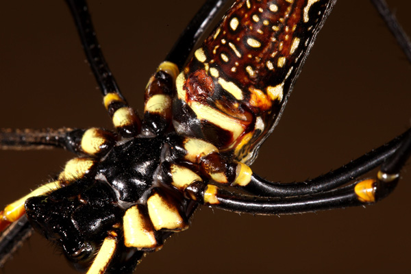 Красные пробки на брюшке самки Nephila pilipes. Она ставит их сама, чтобы предотвратить нежелательные контакты. Фото Matjaž Kuntner с сайта smithsonianscience.org