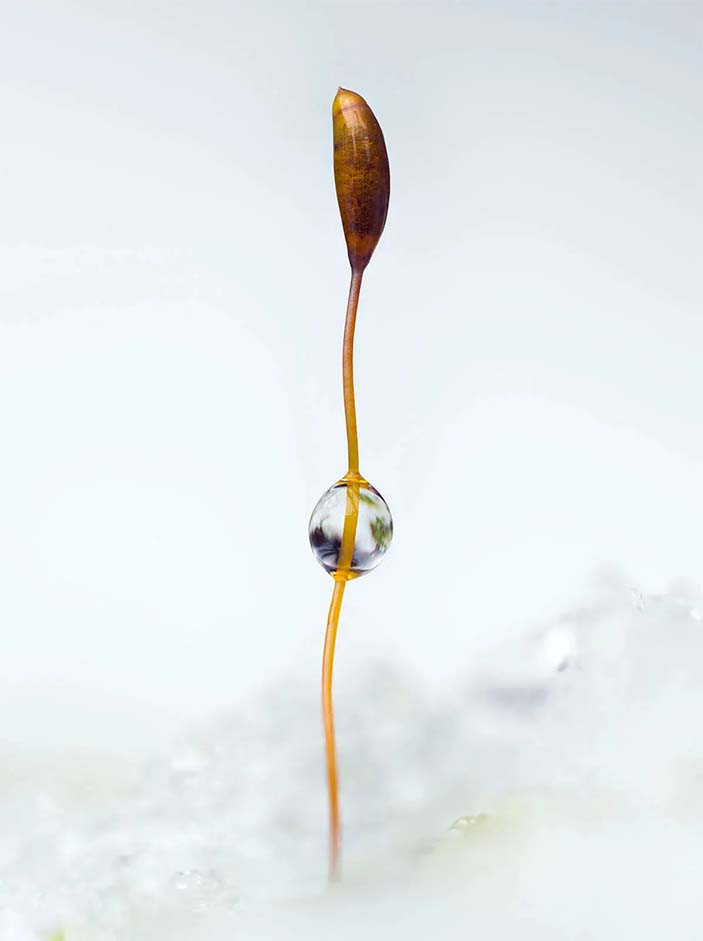 «Срубленное дерево и тоска, отразившаяся на морде лисы» 8