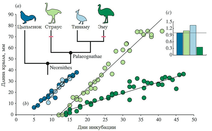 Рис. 2.  Скорость роста крыльев относительно возраста эмбриона.\nа) Участники эксперимента, красные линии обозначают утрату способности к полету.\nс) Скорость роста крыльев относительно куриной. У страусов и тинаму она выше, у эму — гораздо ниже [1] («ТрВ» №18(237), 12.09.2017)