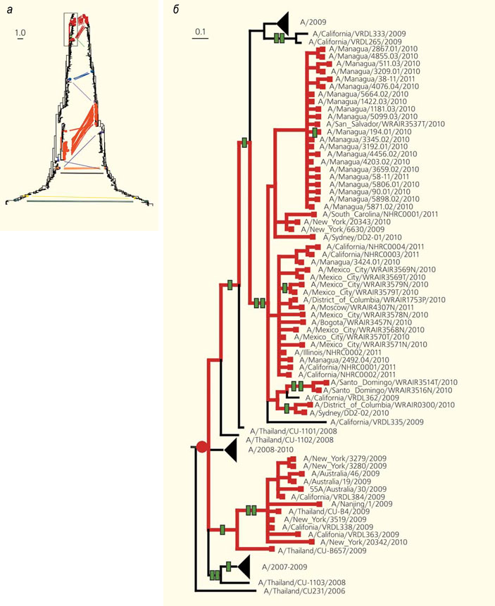 Эволюционные деревья, построенные по разным генам одного и того же набора штаммов вируса гриппа («Природа» №11, 2014)