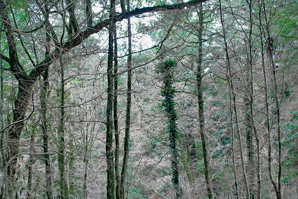 Хоста. Засохшие самшиты («Наука и жизнь» №10, 2017)