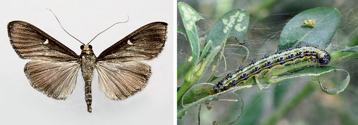 Бабочка и гусеница самшитовой огнёвки. Фото Влада Проклова («Наука и жизнь» №10, 2017) 