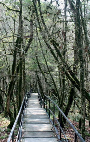 Хостинская тисо-самшитовая роща в сентябре 2015 года («Наука и жизнь» №10, 2017)