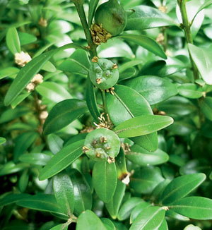 Cамшит с плодами («Наука и жизнь» №10, 2017)