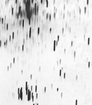 Рис. 2. Фрагмент фотопластинки (негатив), полученной с предобъективной призмой («Природа» №3, 2017)