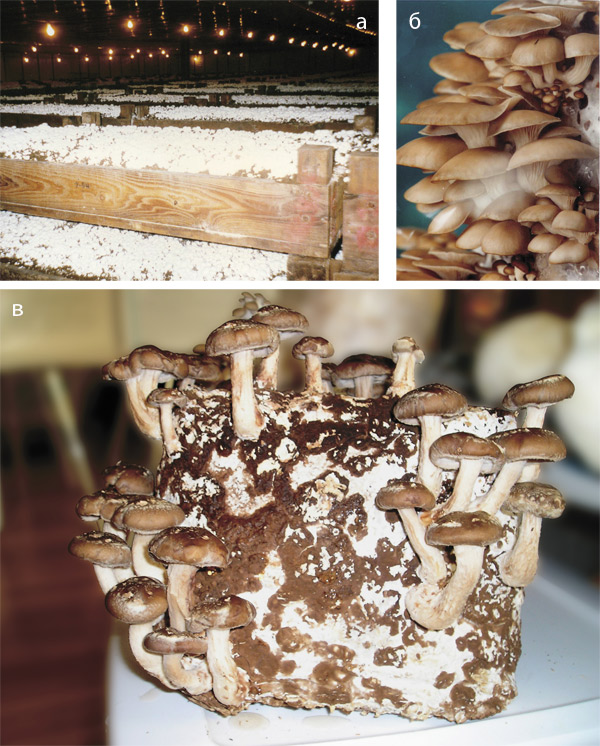 Популярные культивируемые грибы: а — шампиньон (Agaricus bisporus) (США, 1995); б — вешенка устричная (Pleurotus ostreatus) (Новосибирск, 2008); в — шиитаке (Lentinus edodes) (США, 2005)