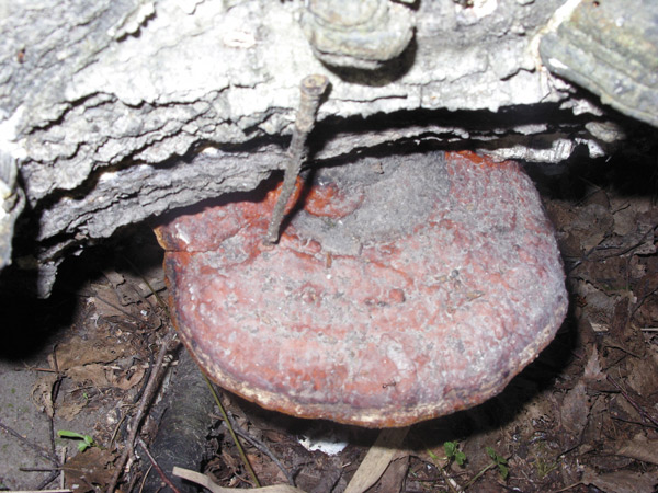 Трутовик окаймленный или сосновый (Fomitopsis pinicola) используется в народной медицине благодаря своим кровоостанавливающим, противовоспалительным и противоопухолевым свойствам, а также как слабительное средство