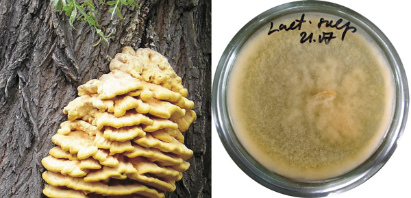 Трутовик серно-желтый (Laetiporus sulphureus) в Европе и США считается съедобным и разводится в культуре. В Белоруссии полученная из гриба пищевая добавка летипорин рекомендована для восстановления витаминной и минеральной недостаточности и повышения устойчивости к простудным заболеваниям (Бабицкая и др., 2006)