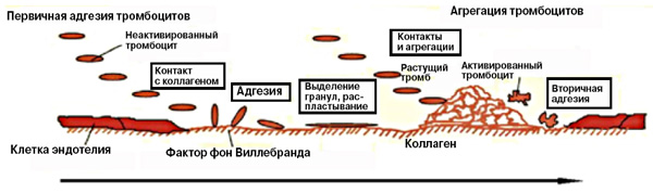 <b>Рис. 1.</b> Основные этапы образования тромба. <i>Вверху</i> — адгезия и агрегация тромбоцитов. <i>Внизу —</i> каскад коагуляции и взаимодействие клеток крови с волокнами фибрина
