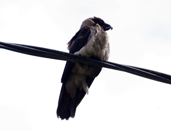 Аномальная особь серой вороны (Corvus corone cornix)