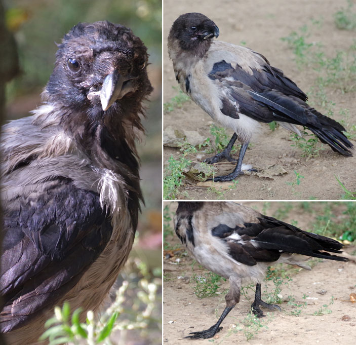 Аномальная особь серой вороны (Corvus corone cornix)