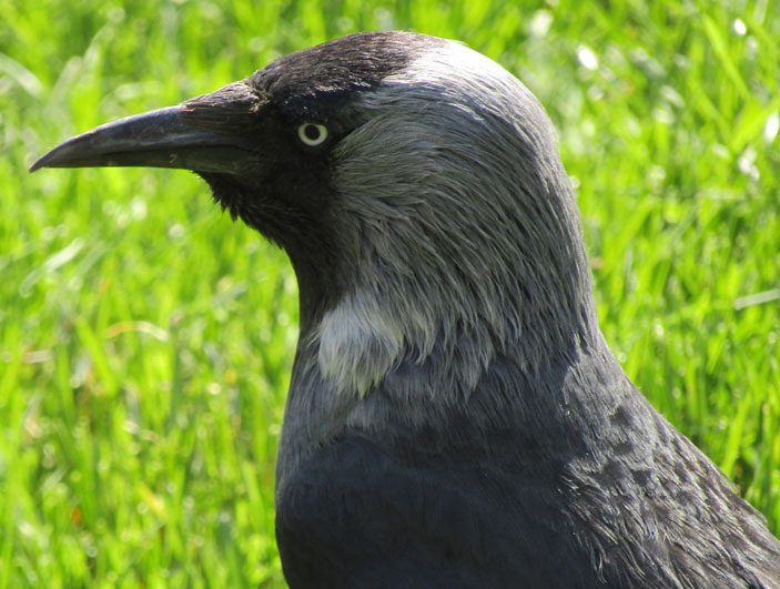Галка (Corvus monedula) с гипертрофированным надклювьем и подклювьем