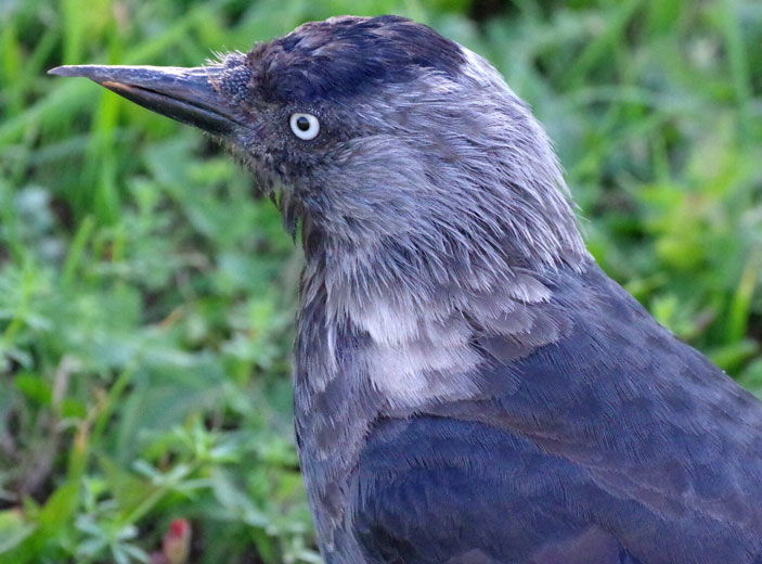 Галка (Corvus monedula) с гипертрофированным надклювьем