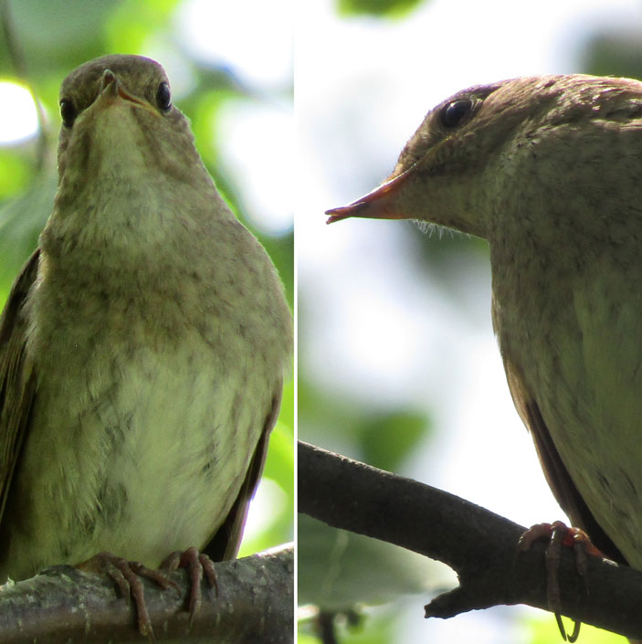 Восточный соловей (Luscinia luscinia) с «клестовостью» клюва