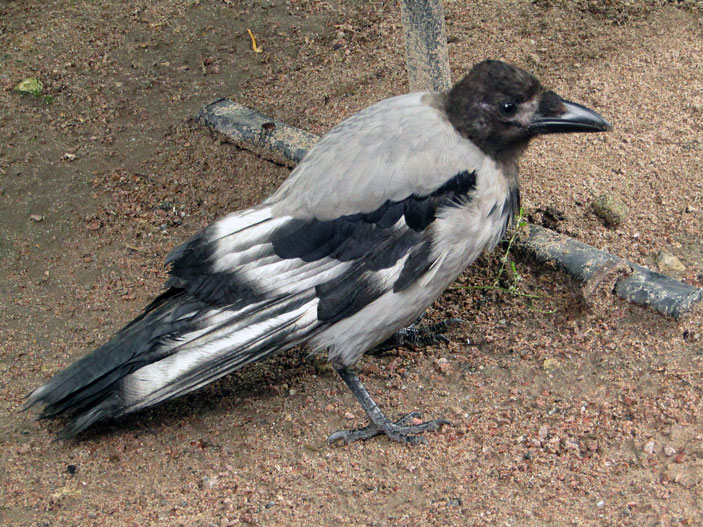Серая ворона (Corvus corone cornix) с выбеленными перьями
