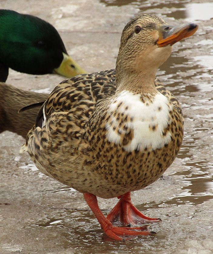 Самка кряквы (Anas platyrhynchos) с проявлениями частичного лейкизма