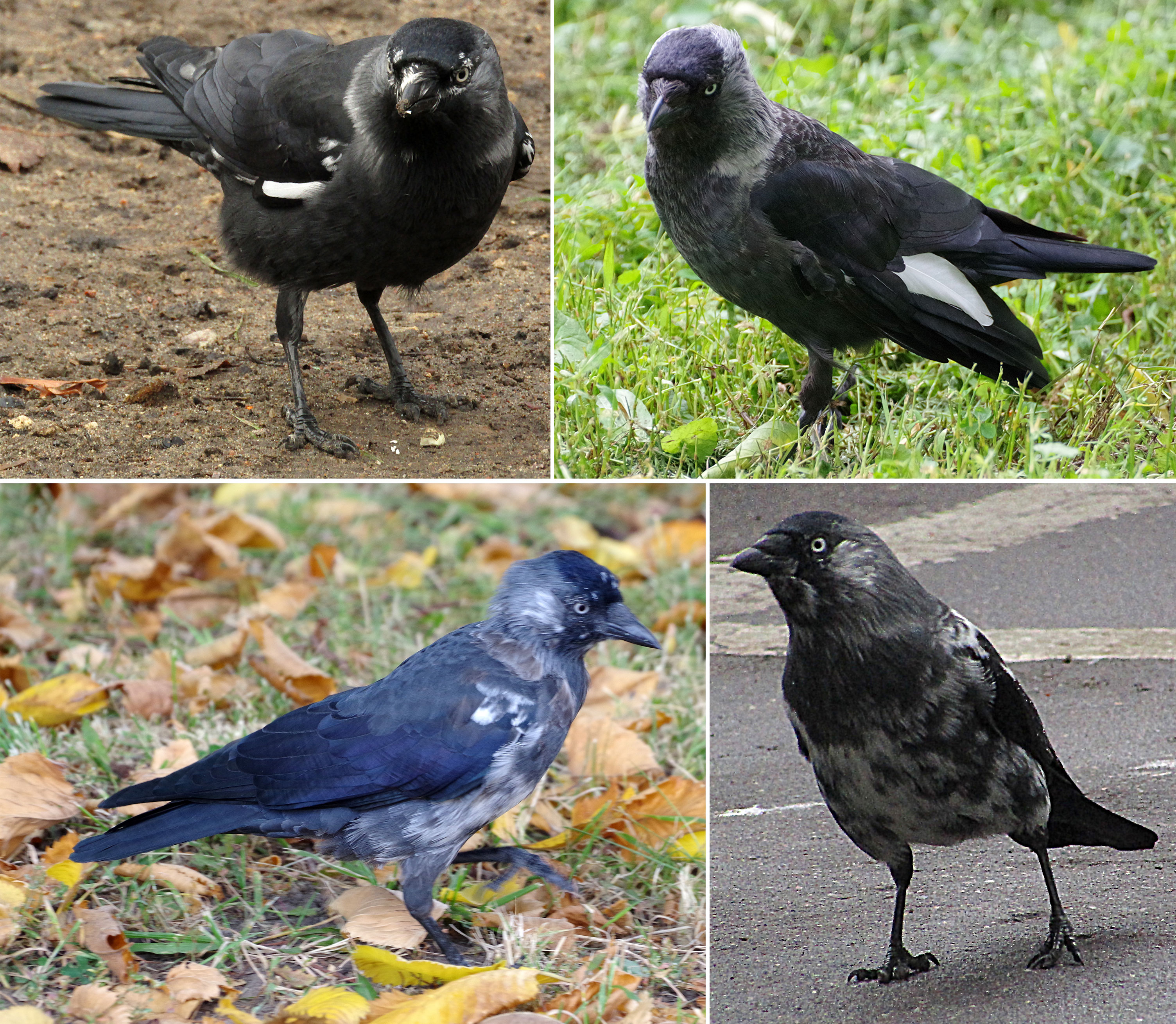 Галки (Corvus monedula) с проявлениями частичного лейкизма