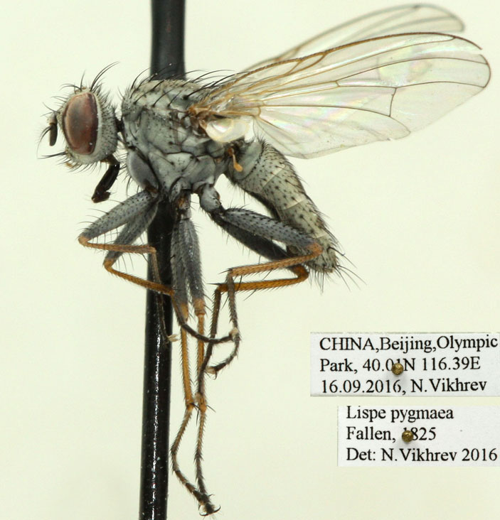 Рис. 2. Самка Lispe pygmaea. Один из экземпляров серии, которую Никита Вихрев поймал в Олимпийском парке Пекина, хранится в коллекции Зоологического музея МГУ
