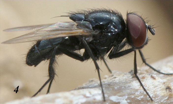 Рис. 4. Самец Hydrotaea ignava