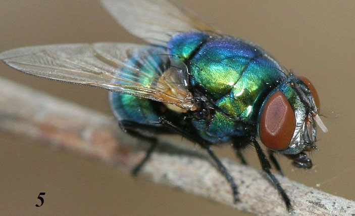 Рис. 5. Самка Neomyia lauta