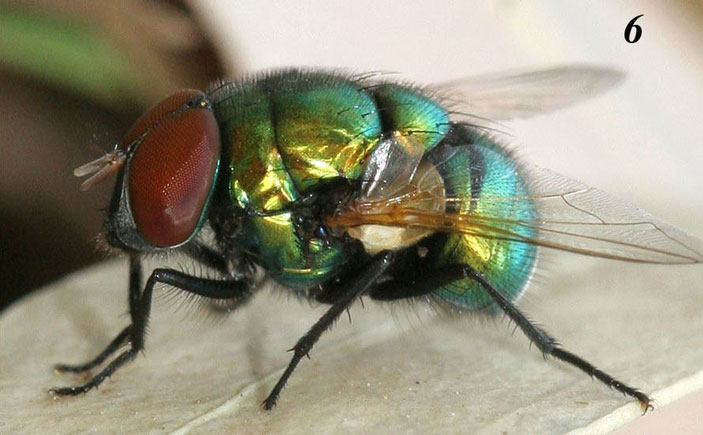 Рис. 6. Самец Neomyia lauta