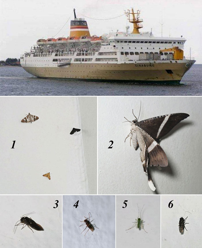 Рис. 8. Корабль SINABUNG и залетевшие на него насекомые
