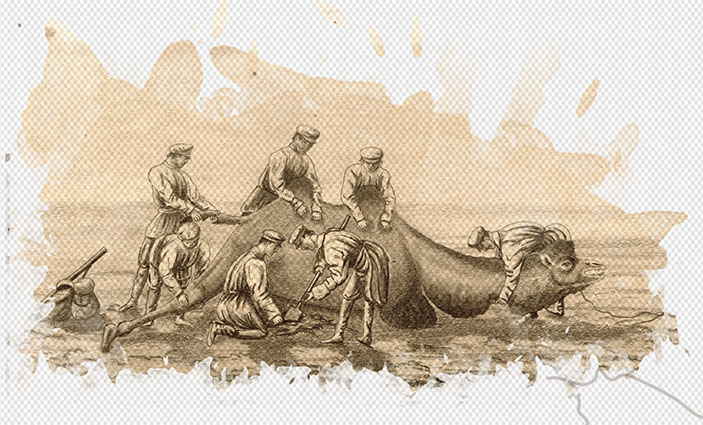 Откапывание верблюда, увязшего в песке. 1879 г. («Наука из первых рук» №4(84), 2019)