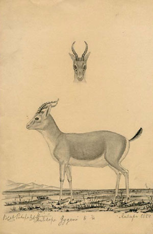 Самка антилопы Antilope gygeni. 1884 г. («Наука из первых рук» №4(84), 2019)