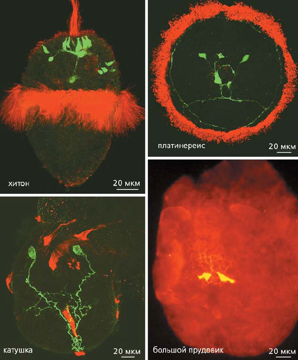 Нейроны, содержащие моноамины в апикальных органах. В&amp;nbsp;нейронах трохофор хитона, платинереиса и велигера катушки синтезируется серотонин (зеленая иммунофлуоресценция), а&amp;nbsp;в нервных клетках трохофоры прудовика&amp;nbsp;&amp;mdash; дофамин. Красной иммунофлуоресценцией выявлены реснички. Изображение: &amp;laquo;Природа&amp;raquo;