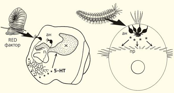 Предполагаемый механизм влияния химического фактора, выделяемого голодными взрослыми животными, на&amp;nbsp;развитие их потомков. Апикальные нейроны зародышей (ан) в ответ на RED-фактор увеличивают выброс серотонина (звездочки, 5-НТ). У пресноводных улиток (слева) он действует на рецепторы (точки), находящиеся на мембранах клеток эмбрионального пищеварительного тракта в верхней части пищевода (п) и в желудке (ж), и изменяет скорость захвата и усвоения пищи. У свободноплавающих личинок полихет серотонин учащает биение ресничек прототроха (пр). Изображение: &amp;laquo;Природа&amp;raquo;