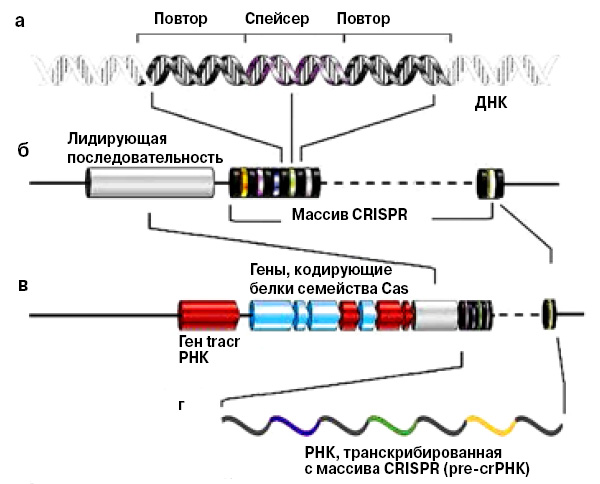 <b>Рис. 1.</b> Структура локуса CRISPR): <b>а</b> — строение участка CRISPR; <b>б</b> — массив CRISPR и лидерная последовательность; <b>в</b> — те же и «соседи» — гены, кодирующие tracrРНК, и гены белков семейства Cas; <b>г</b> — молекула РНК, возникшая при транскрипции массива CRISPR; как и в самом CRISPR, в ней чередуются повторы и разнообразные участки, комплементарные участкам геномов, нападавших на бактерию плазмид и фагов (по: <i>Molecular Сell</i>, 2010, 37, 7–19)