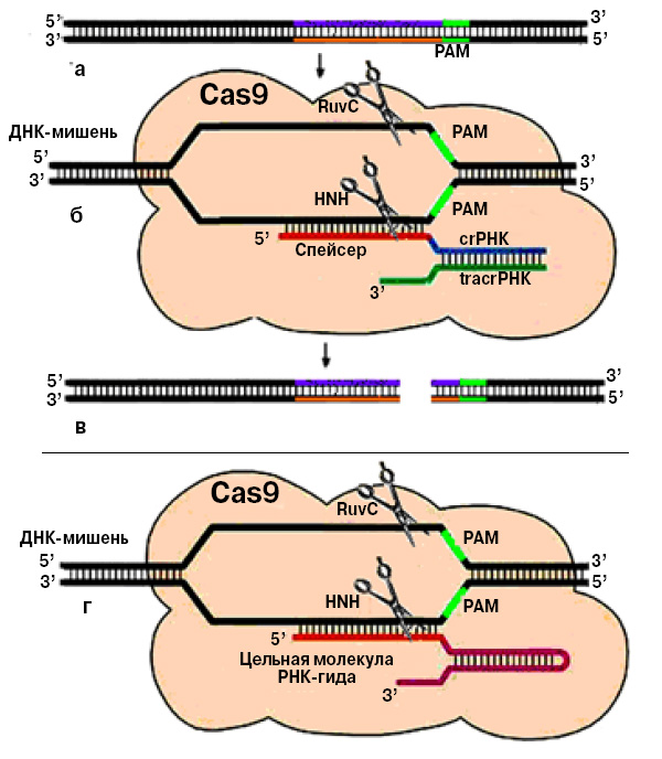 <b>Рис. 4.</b> Принцип работы Cas9 в природе (с участием crРНК и tracrРНК) и в составе искусственной конструкции, где одна молекула sgРНК заменяет две. <i>Вверху</i>: двухцепочечная ДНК-мишень подвергается точному разрезанию: Cas9 распознает мишень с помощью crРНК, а та удерживается в молекуле Cas9 благодаря посредничеству tracrРНК. Места разрезов обозначены ножницами. RuvC и HNH — домены (части) Cas9; оба они обладают нуклеазной активностью, каждый разрезает одну из двух нитей ДНК. <i>Внизу</i> — тот же процесс с участием цельной молекулы sgРНК, созданной усилиями ученых; она взаимодействует и с Cas9, и с ДНК-мишенью