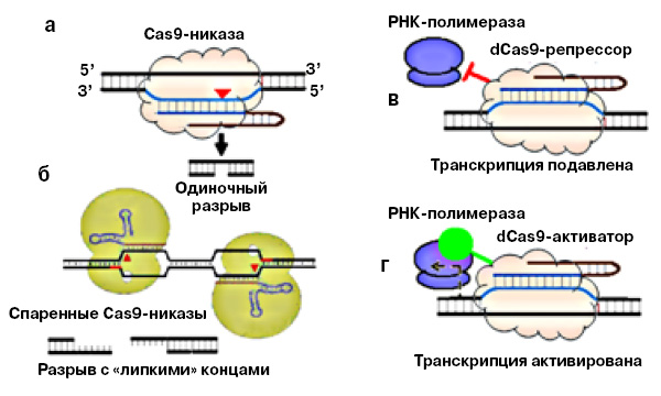 <b>Рис. 5.</b> Модификации белка Cas9: <b>а</b> — Cas9, у которого активна только одна из его нуклеаз, а другая инактивирована, разрезает только одну нить ДНК, называется Cas9-никазой; <b>б</b> — две Cas9-никазы с разными sgРНК разрезают ДНК с образованием «липких» — одноцепочечных концов; <b>в</b> — мутантный белок dCas9, у которого инактивированы обе нуклеазы, можно использовать для выключения гена, регуляторному участку которого комплементарна sgРНК; <b>г</b> — подобным же образом можно избирательно активировать синтез определенных генов