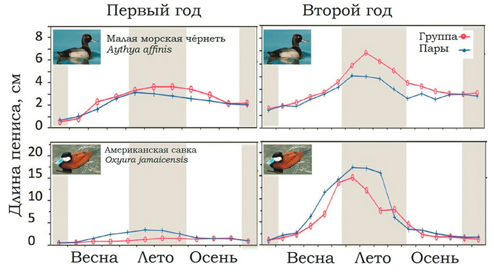 <b>Рис. 3.</b> Размер пениса зависит от уровня конкуренции между самцами <a name=b3></a><a href=/nauchno-populyarnaya_biblioteka/433849/Utki_vse_parami#3>[3]</a>  («ТрВ» №21(240), 24.10.2017)