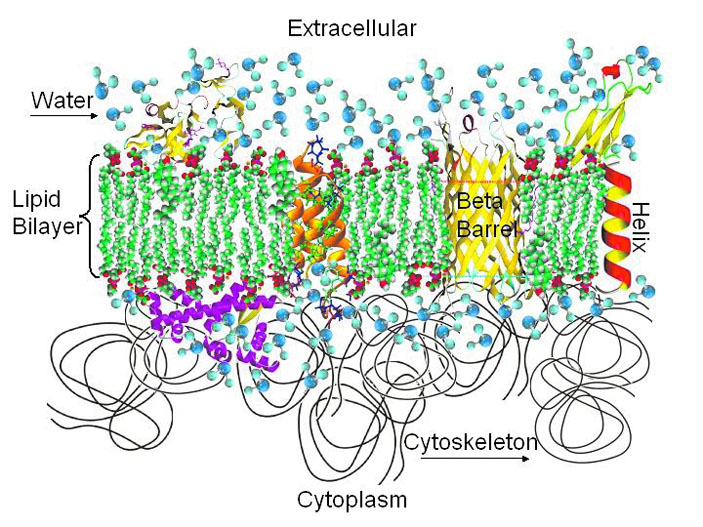 Модель биологической мембраны, которая отделяет внутриклеточное пространство от внешнего пространства («Троицкий вариант» №17, 2020)