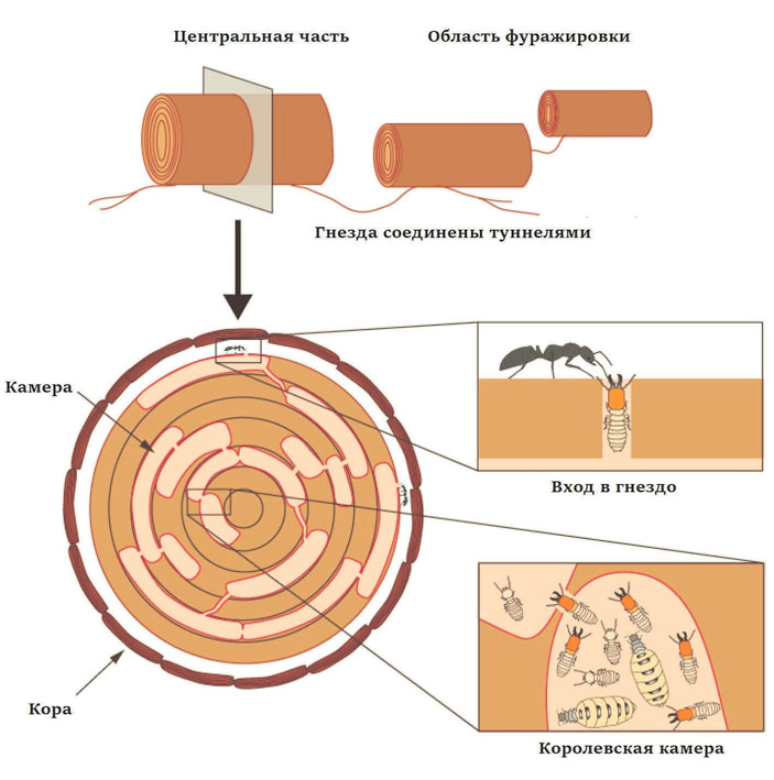 <b>Рис. 1.</b> Гнездо дальневосточных термитов — это источенные изнутри бревна, соединенные между собой ходами <a name=b2></a><a href=/nauchno-populyarnaya_biblioteka/434076/V_boy_idut_odni_stariki?US&from=rxblock#2>[2]</a>. Королевская камера, в которой самка откладывает яйца, находится в середине гнезда, и добраться до нее нелегко. Поэтому солдаты, обороняющие внешние границы, подвергаются большей опасности, чем королевская гвардия («ТрВ» №6(250), 27.03.2018)