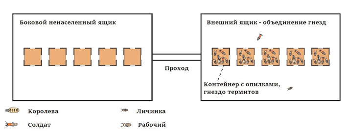 <b>Рис. 3.</b> Молодые солдаты редко покидают гнездо и держатся поближе к королеве, ветераны уходят довольно далеко <a name=b2></a><a href=/nauchno-populyarnaya_biblioteka/434076/V_boy_idut_odni_stariki?US&from=rxblock#2>[2]</a> («ТрВ» №6(250), 27.03.2018) 