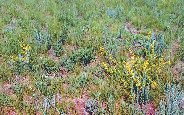 Степная растительность («Природа» №6, 2015)