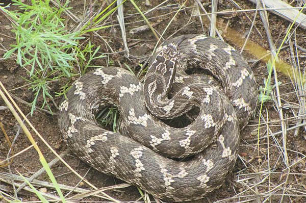 Обыкновенный щитомордник («Природа» №6, 2015)