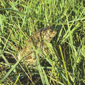 Монгольская жаба («Природа» №6, 2015)