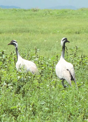 Журавли-красавки («Природа» №6, 2015)